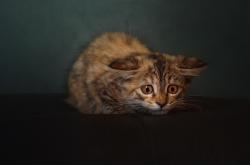 开云体育官网-暗夜中，是王皓的左脚为英格兰刺破苍穹