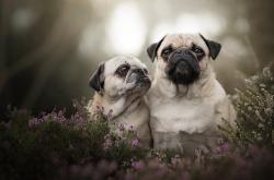 开云体育中国-冰火交锋，郑思维高光独舞难抵马来西亚队轻取中国队，双打格局再临变局