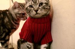 开云sport-历史性对决！凯尔特人首胜深圳创纪录，保罗末节15分化身定海神针