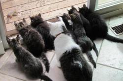 开云体育入口-冰与火之歌，吉林队如何用步行者节奏封印对手，霍勒迪化身关键密钥？