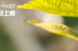 开云体育中国-双线交织的竞技场，从1996公牛巅峰到2026世界杯接管者