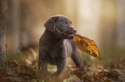 开云体育中国-蓝衣军团险胜，阿森纳小将变身关键先生—马丁内利一剑封喉背后的成长与蜕变