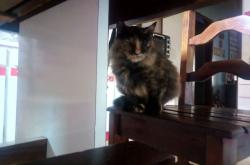 开云体育中国-从沉默齿轮到致命武器，西决生死夜，小贾伦如何撕碎双人夹击的剧本？