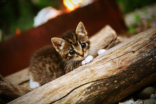贯穿赛季的双重转折,从联合杯鏖战的险滩到伦敦之巅的惊艳