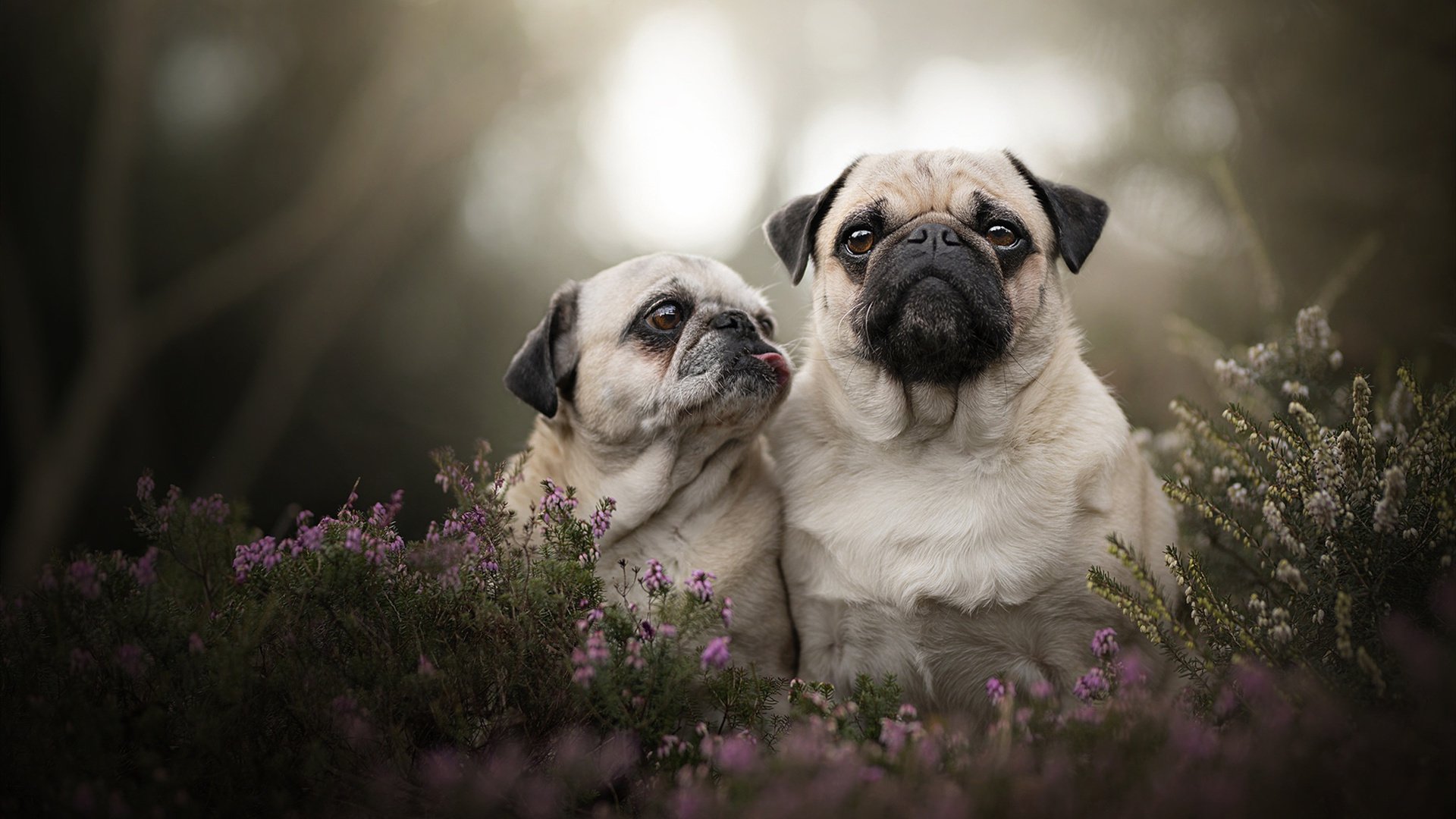 冰火交锋，郑思维高光独舞难抵马来西亚队轻取中国队，双打格局再临变局