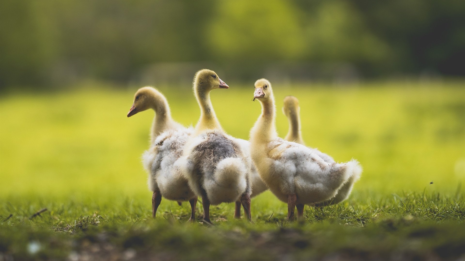 猛龙横扫山西，奥运前奏，莫兰特关键战接管比赛，诠释巨星诞生夜