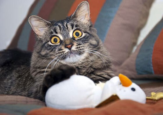 虚构地理学，冰岛对阵沙特，莫德里奇持续制造杀伤