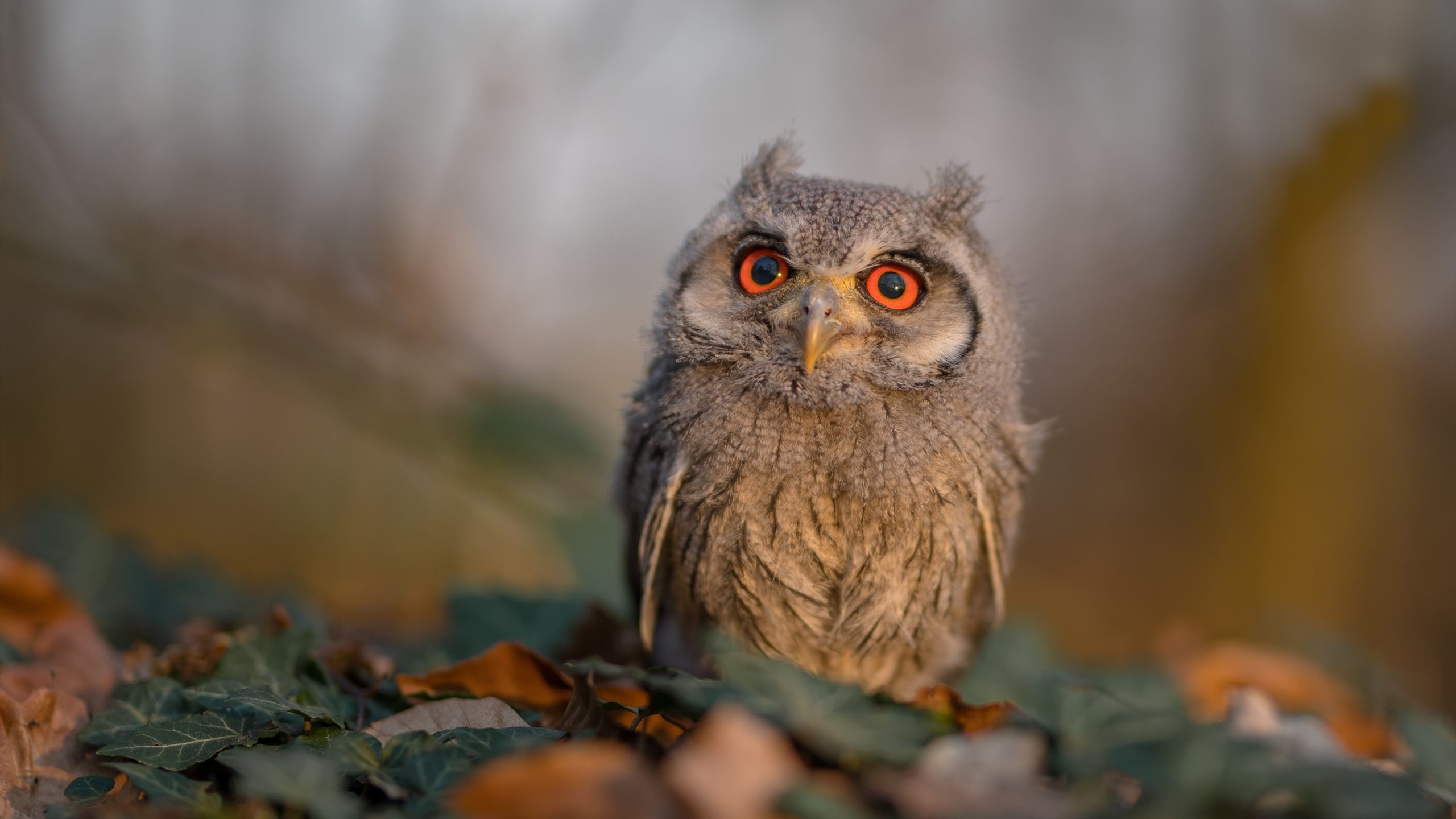 冰与焰的对决，那一夜，阿拉巴的背影决定了意德足球的巅峰岔路