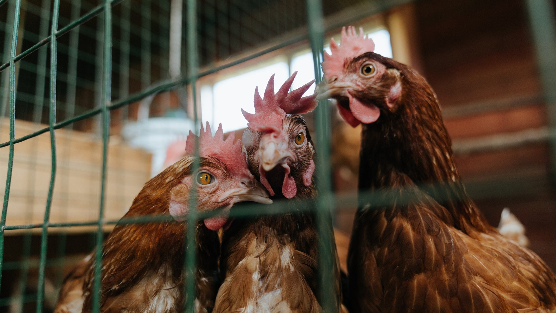 绿色风暴与冰封防线，当爱尔兰的节奏掌控遭遇冰岛，伊布化身命运操盘手