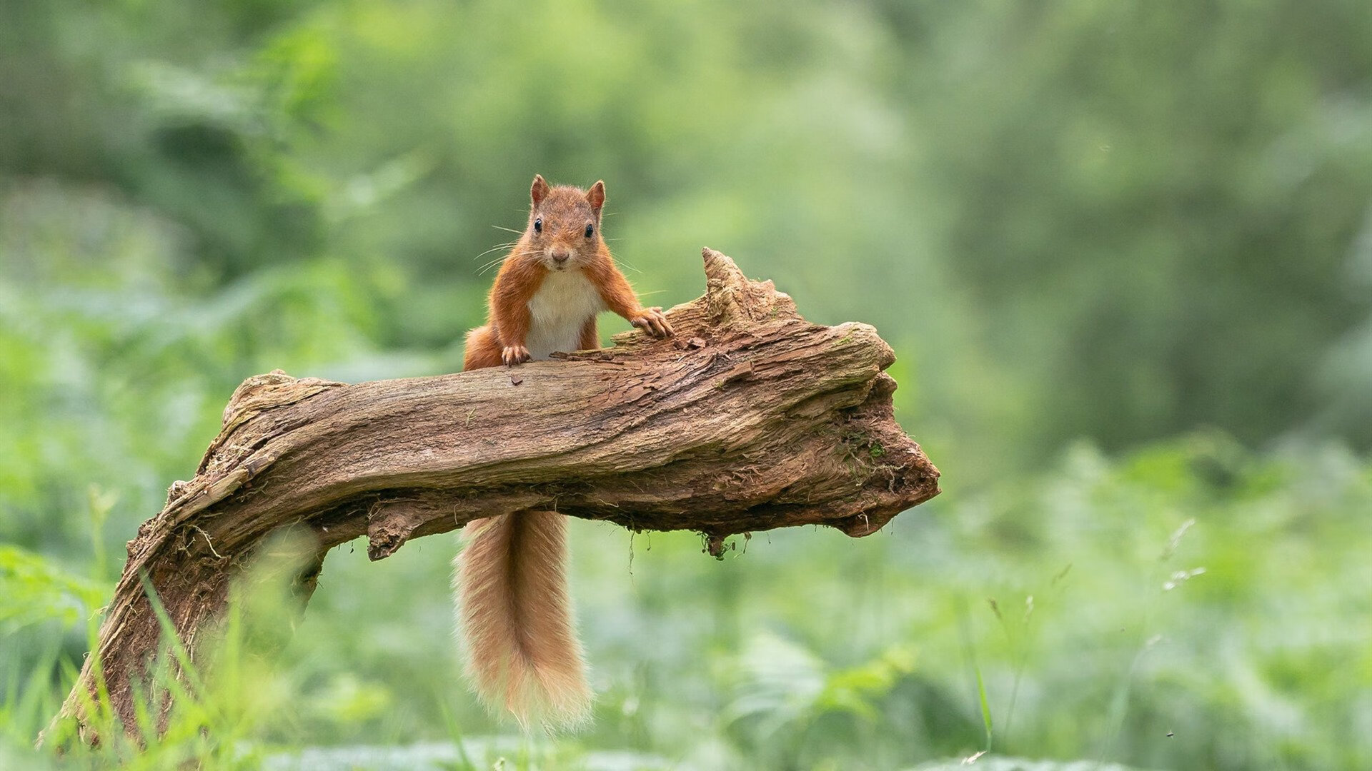 足球圣殿的钢铁洪流，当越位陷阱成为真正的战争迷雾