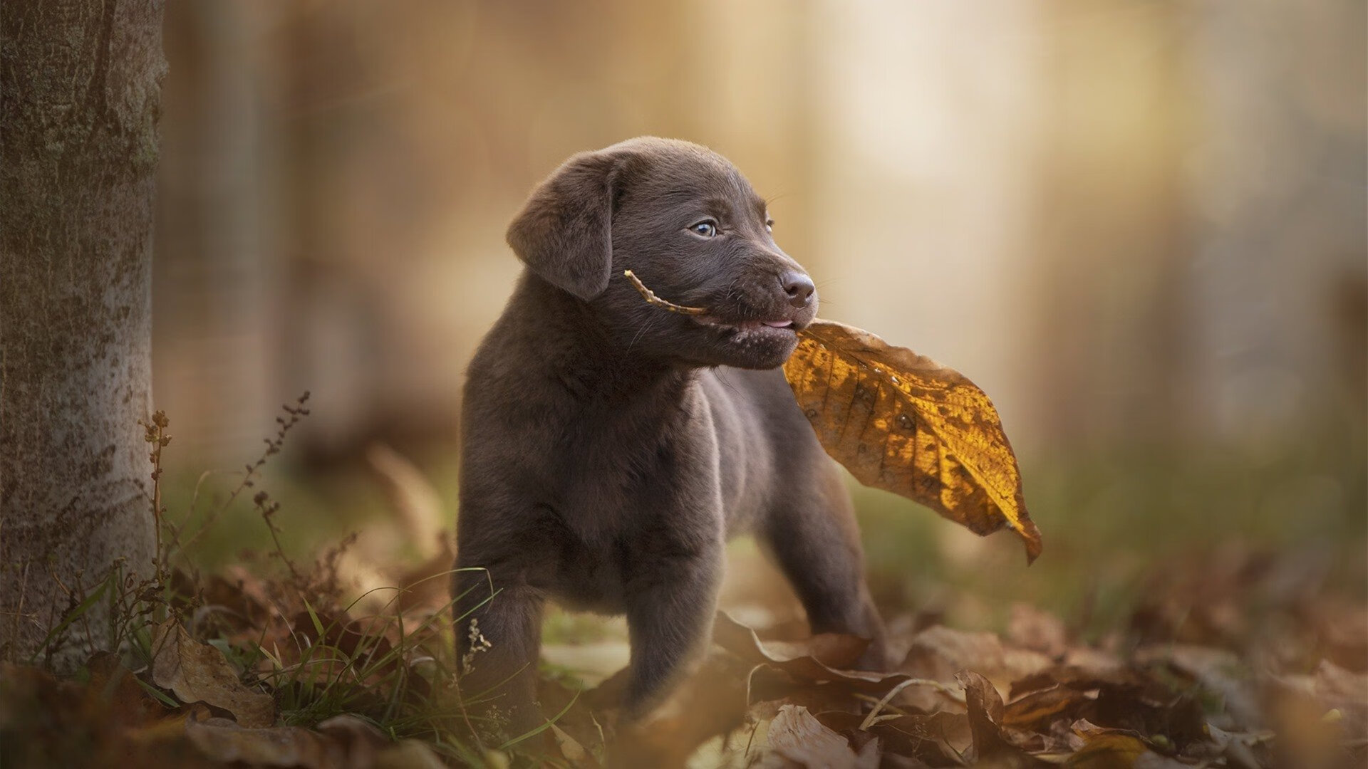 蓝衣军团险胜,阿森纳小将变身关键先生—马丁内利一剑封喉背后的成长与蜕变