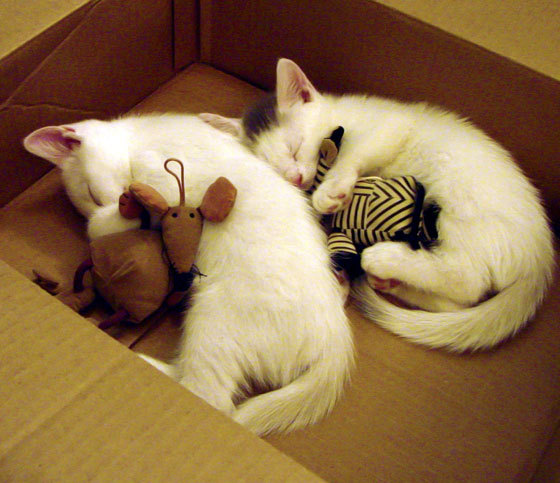 钢铁之心，当足球成为一座灯塔