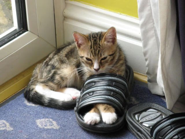 狂暴52分！单核带队演绎终极有限游戏，贝恩以一己之力撕裂雄鹿防线