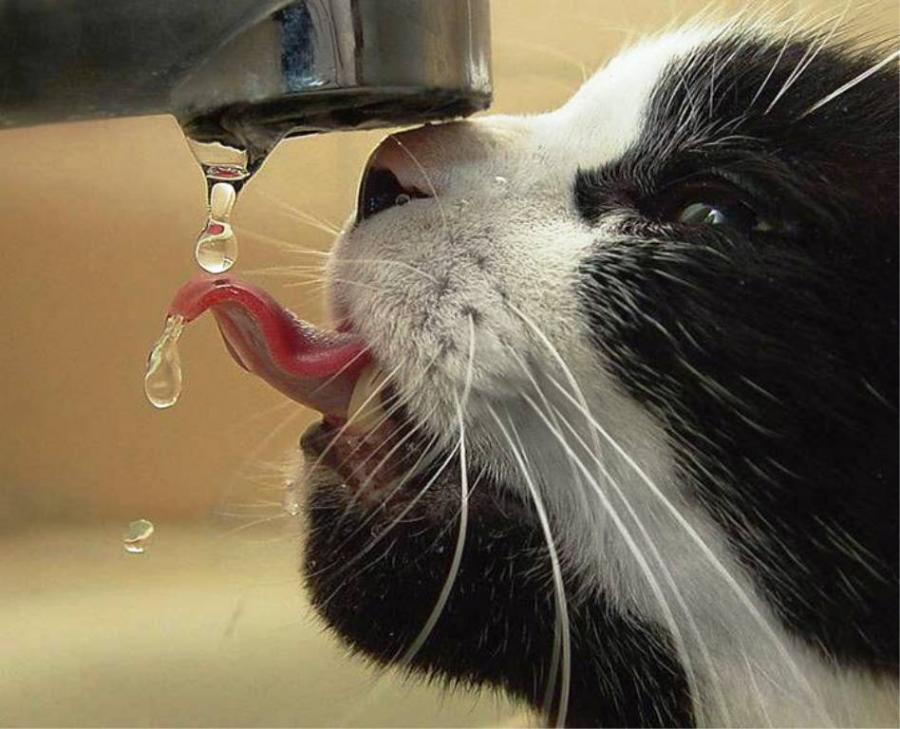 极光与热浪的对话,当维京战吼淹没咖喱之歌